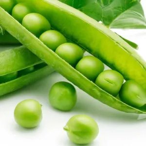 Super Sugar Snap Pea Vegetable Seed